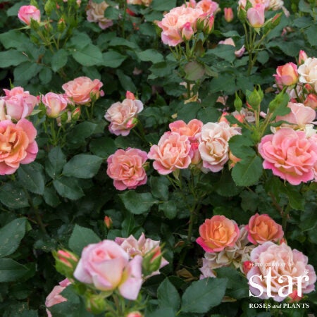 RS MINI Sunblaze® Peach Rose | Bushnell Gardens Nursery