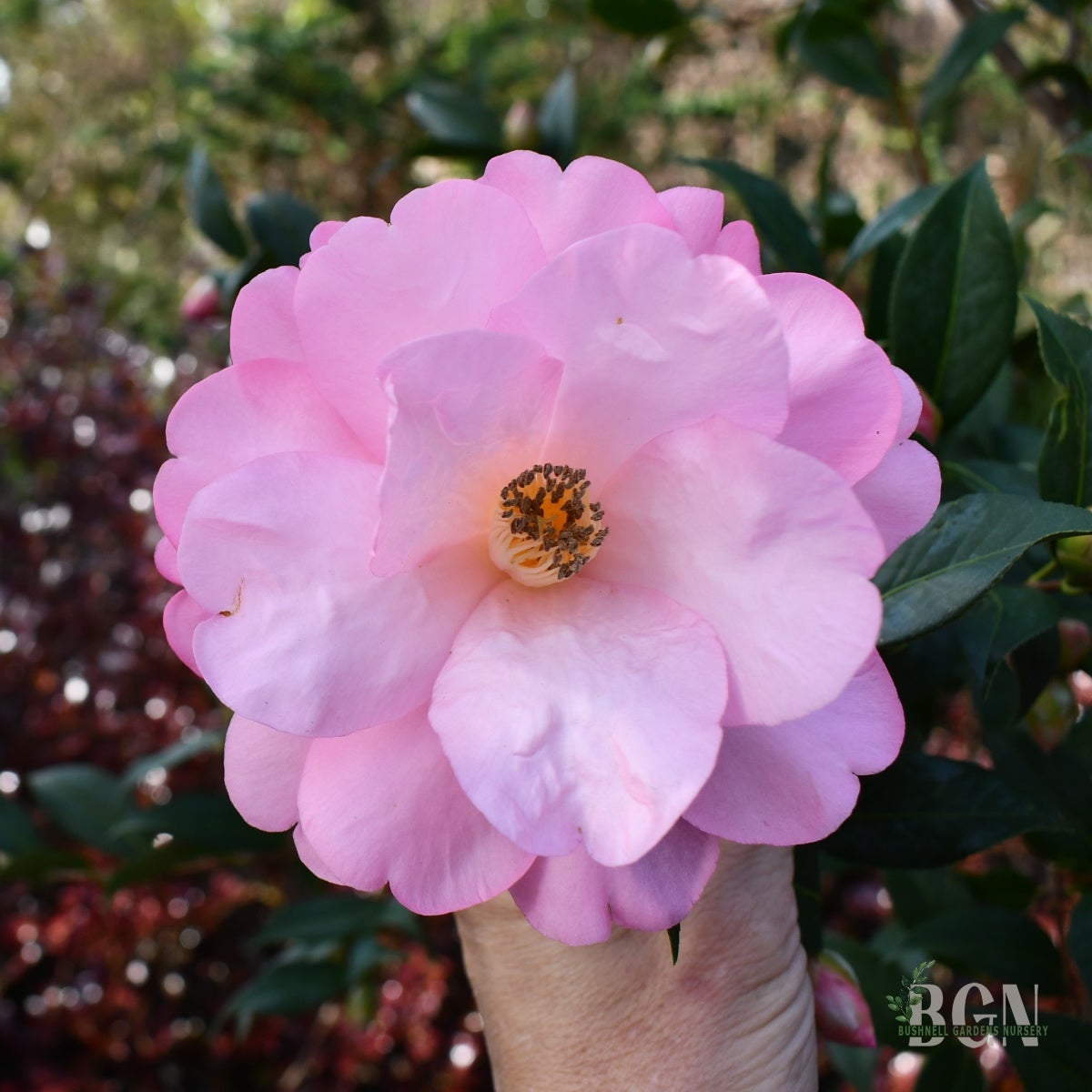 ALEXANDRE ポニー/ CAMELIA PASTEL ALEXANDRE ポニー/ CAMELIA PASTEL Camellia-Japonica_April-