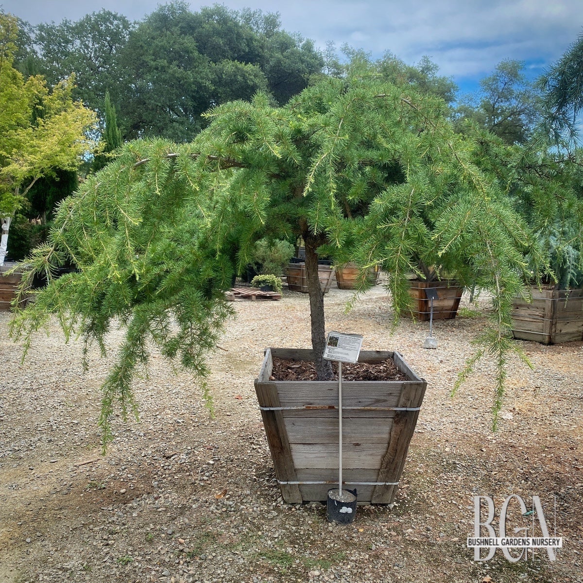 Cedrus libani 'Beacon Hill' – Beacon Hill Cedar | Bushnell Gardens