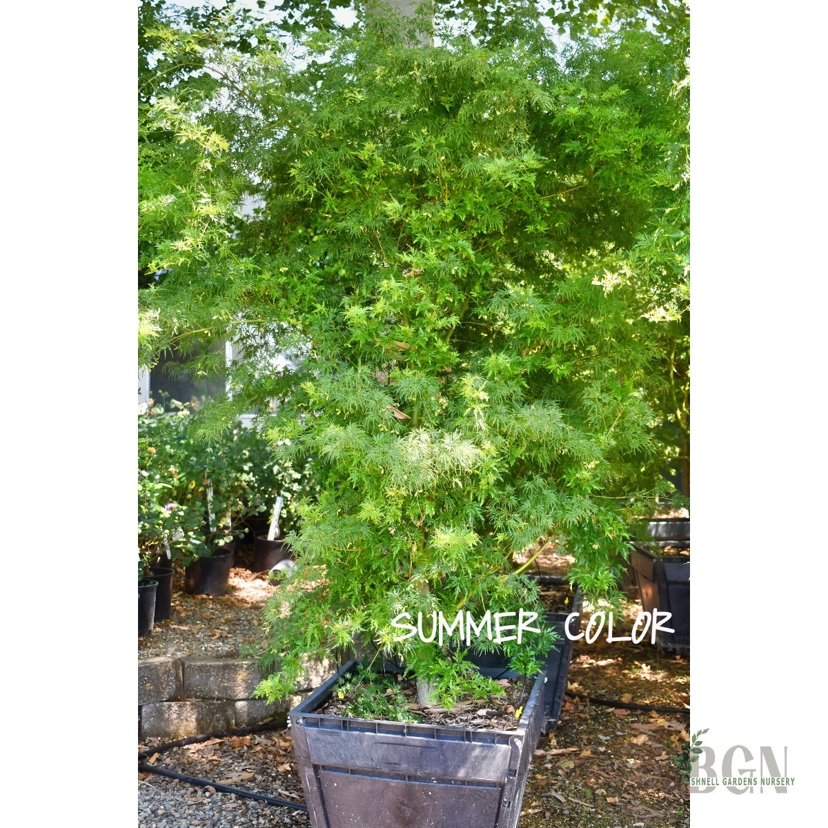 あでいも Acer palmatum var. dissectum 'Tamukeyama' – Cascading Deep Red