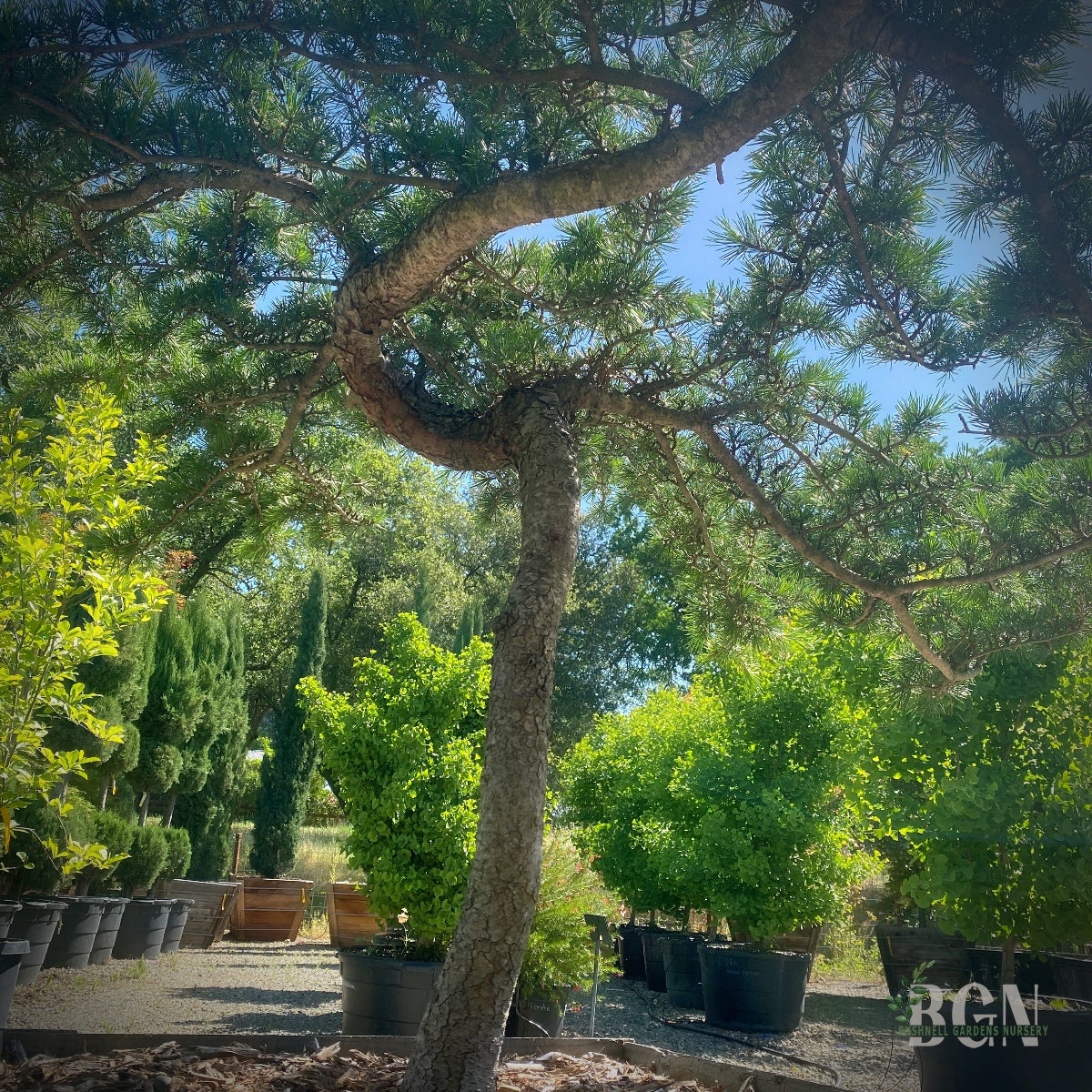 Cedrus deodara 'Special Windswept Form' High Graft – Unique