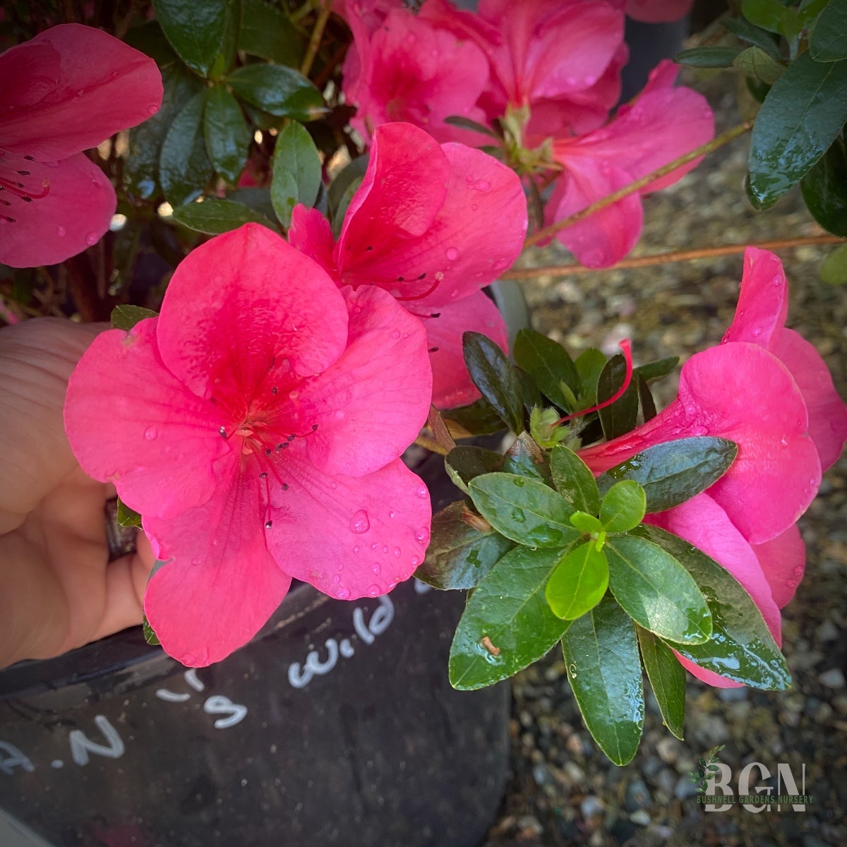 Azalea satsuki 'Nuccio's Wild Cherry' – Satsuki Evergreen Azalea
