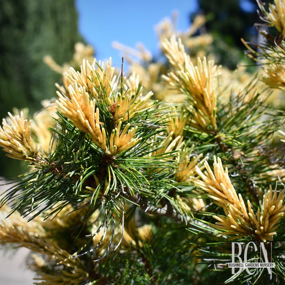 Pinus parviflora 'Arakawa' (Warted) Open Hand 36inBX – Unique