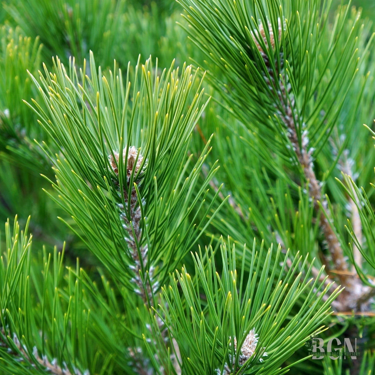 アクセサリー pine Pinus densiflora 'Vibrant' 31inBX – Bright Japanese Red Pine for