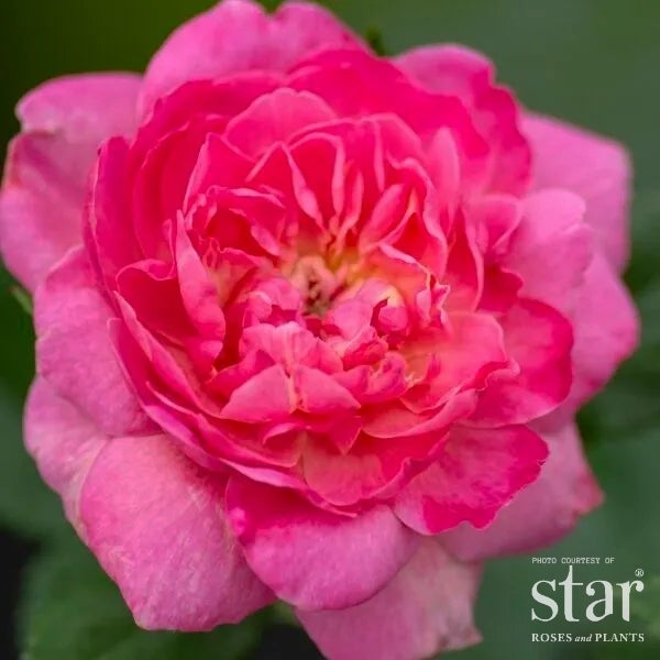 Tahitian Treasure™ Rose #5sq | Tropical Coral-Pink Grandiflora