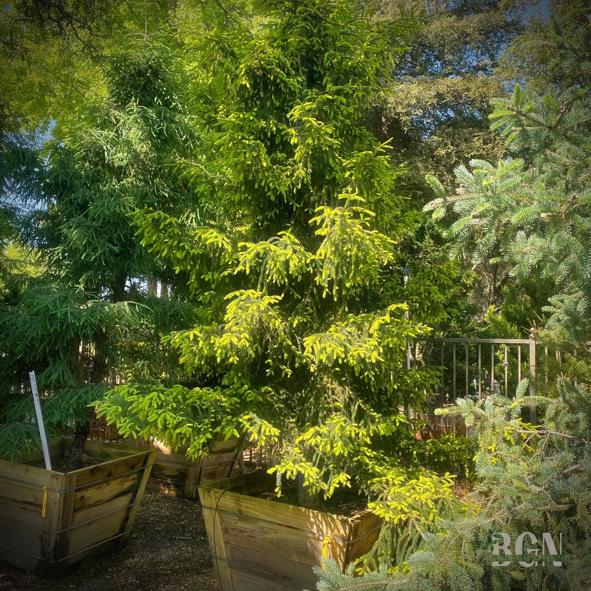 Picea orientalis 'Skylands' 36inBX – Golden Oriental Spruce for