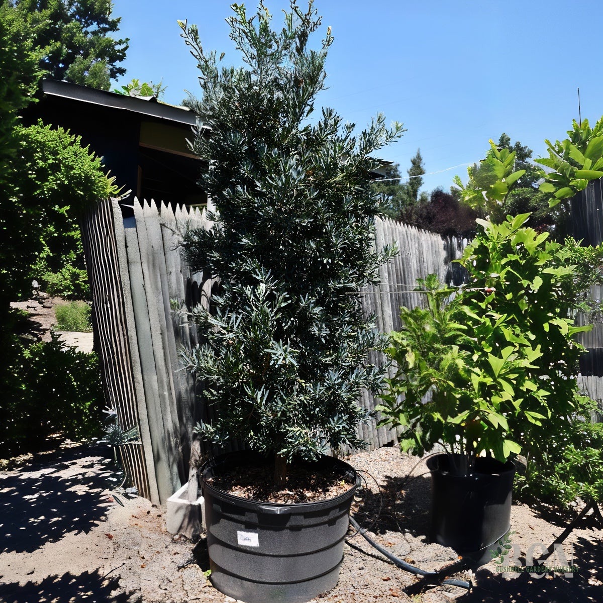 taxus hecke schneiden Schnitthecke Eibe (Taxus baccata) main image 1