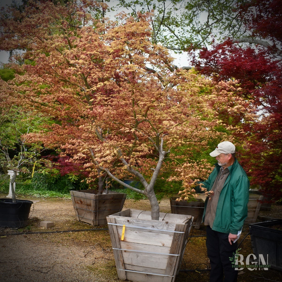 メープル様 Acer palmatum 'Aka Shigitatsu Sawa' – Unique Variegated Japanese