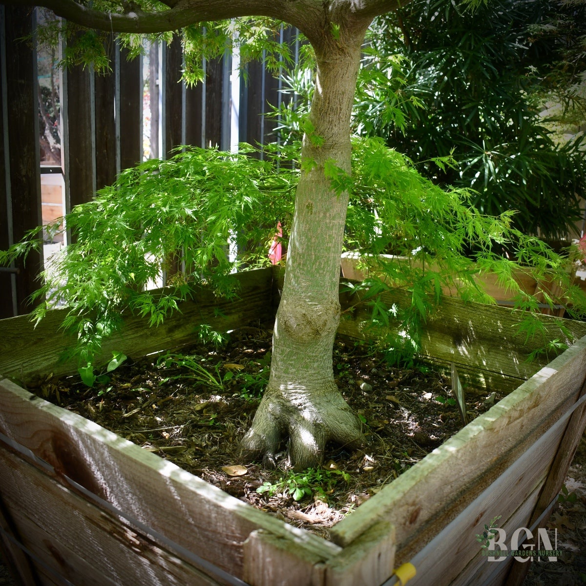 bonsai operculicarya decaryi Operculicarya Decaryi Bonsai main image 0