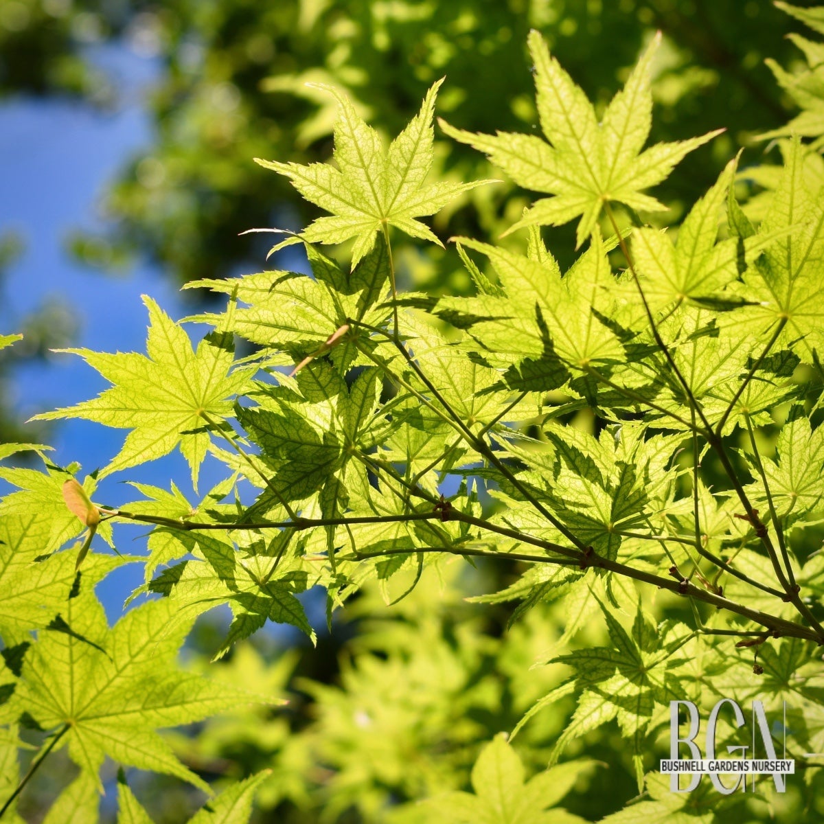 ピーチ　D Acer palmatum 'Peaches and Cream' – Variegated Japanese Maple