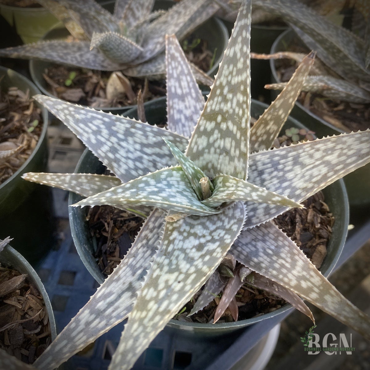 aloe vera saft vorteile Hübner | Aloe Vera Bio-Pflanzensaft