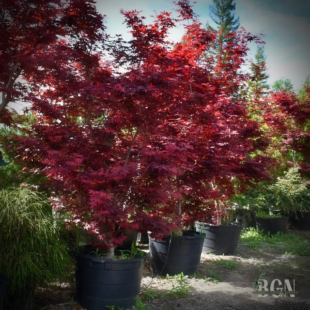 Japanese Maples in Granite Bay | Bushnell Gardens Nursery