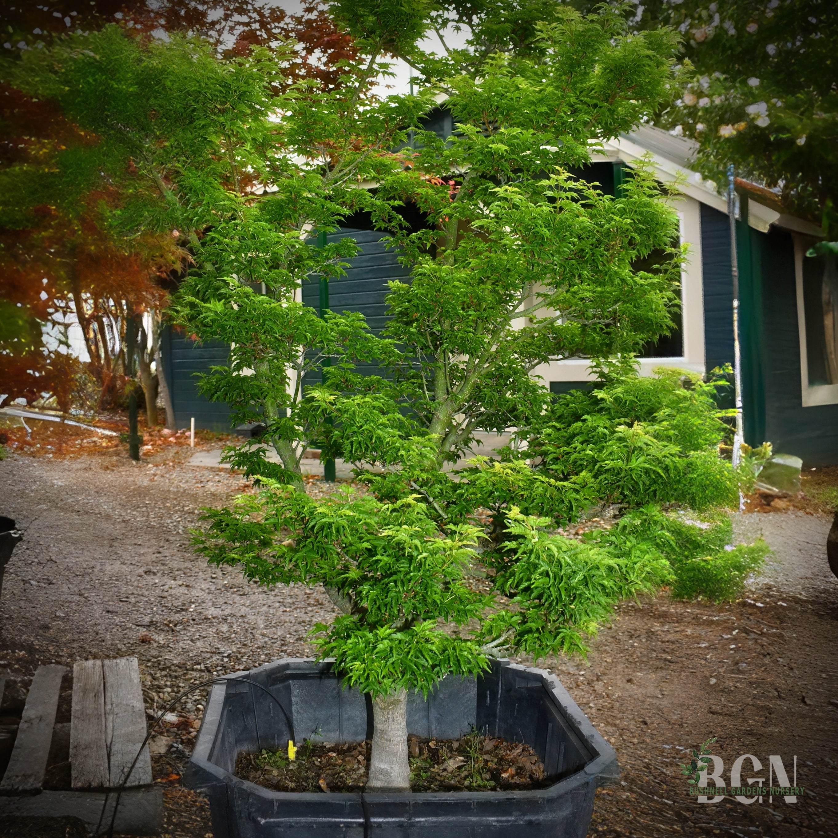 Acer palmatum 'Shishigashira' – Compact Lion's Head Japanese Maple