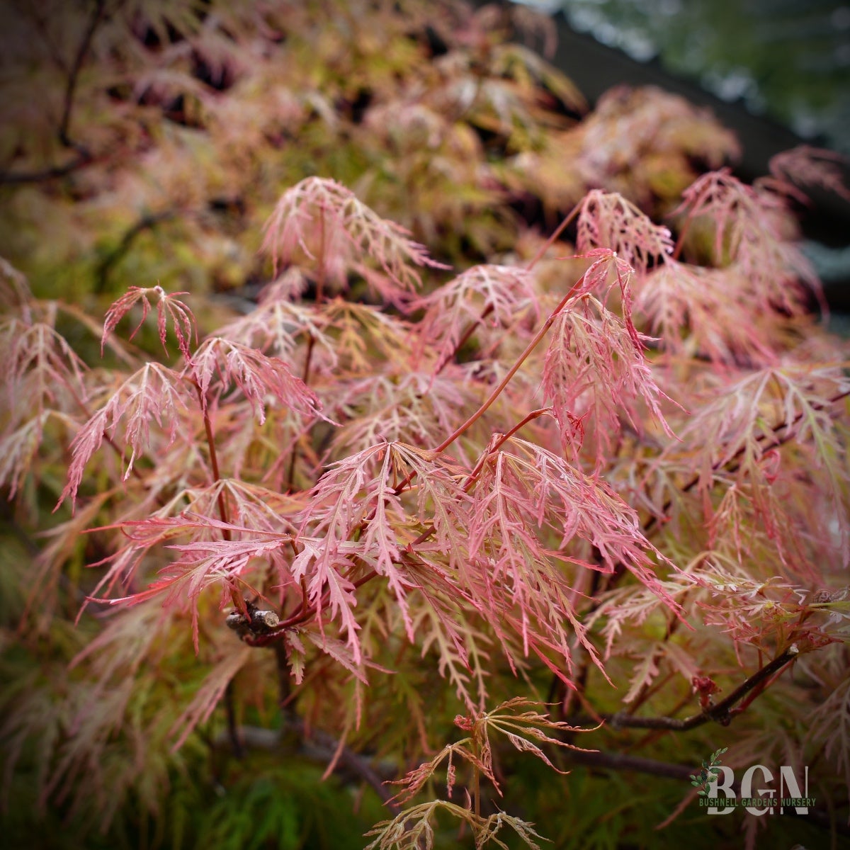 Between Maple and Chestnut 限定1000部 Acer shirasawanum 'Sensu' Fullmoon Maple | Garden Center