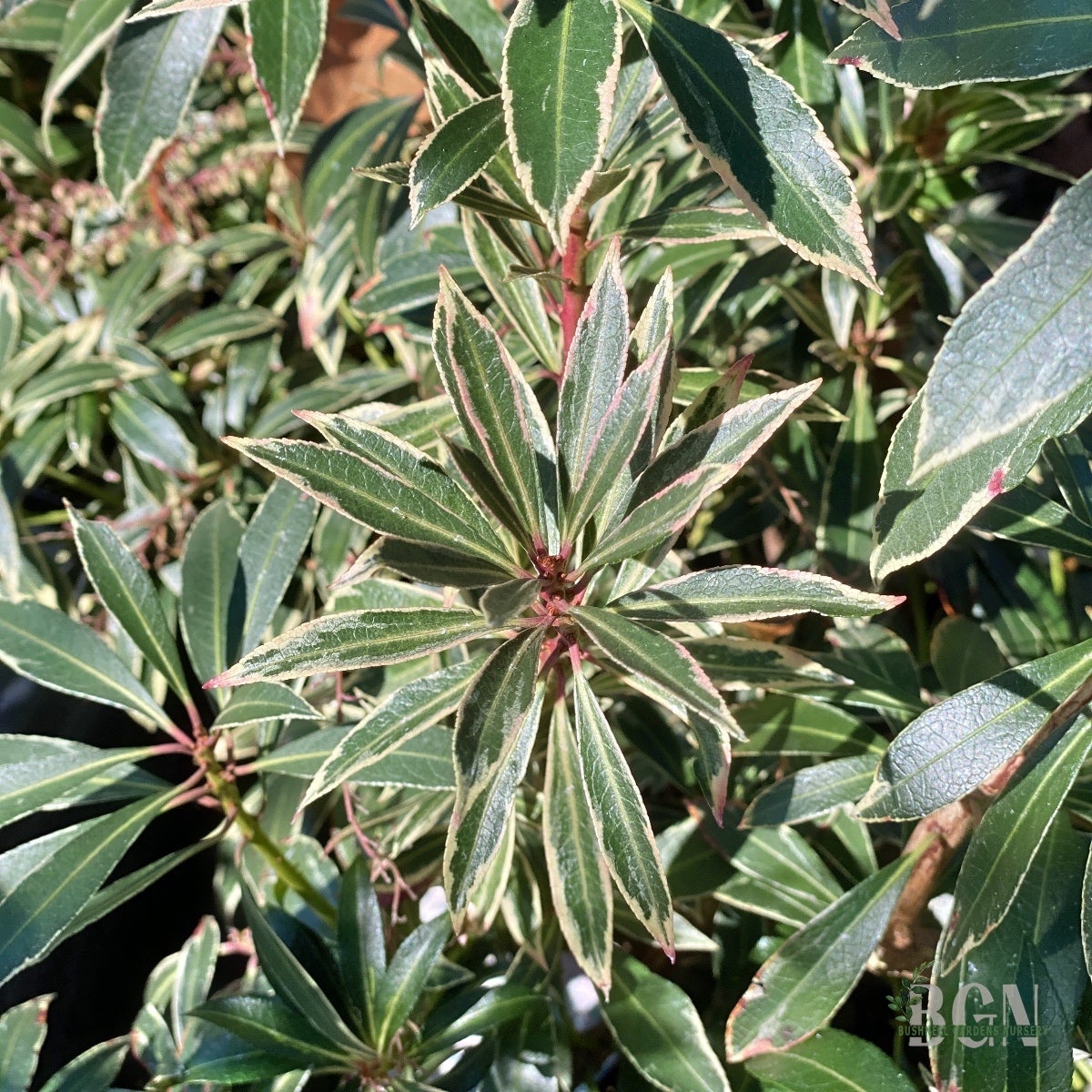 Pieris japonica 'Flaming Silver'  Variegated Lily-of-the-Valley Shrub |  Bushnell Gardens Nursery