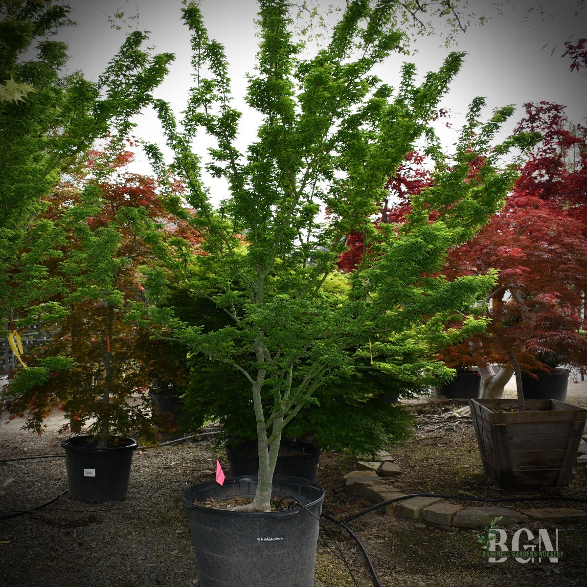 Acer palmatum 'Shishigashira' – Compact Lion's Head Japanese Maple
