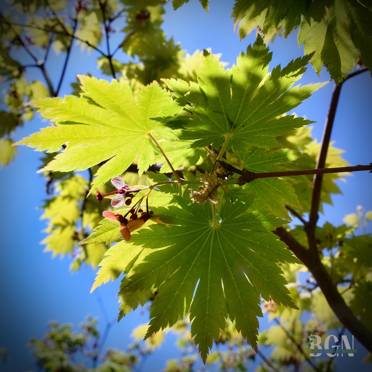 Acer japonicum 'O isami' – Bold Leaf Japanese Maple with Brilliant