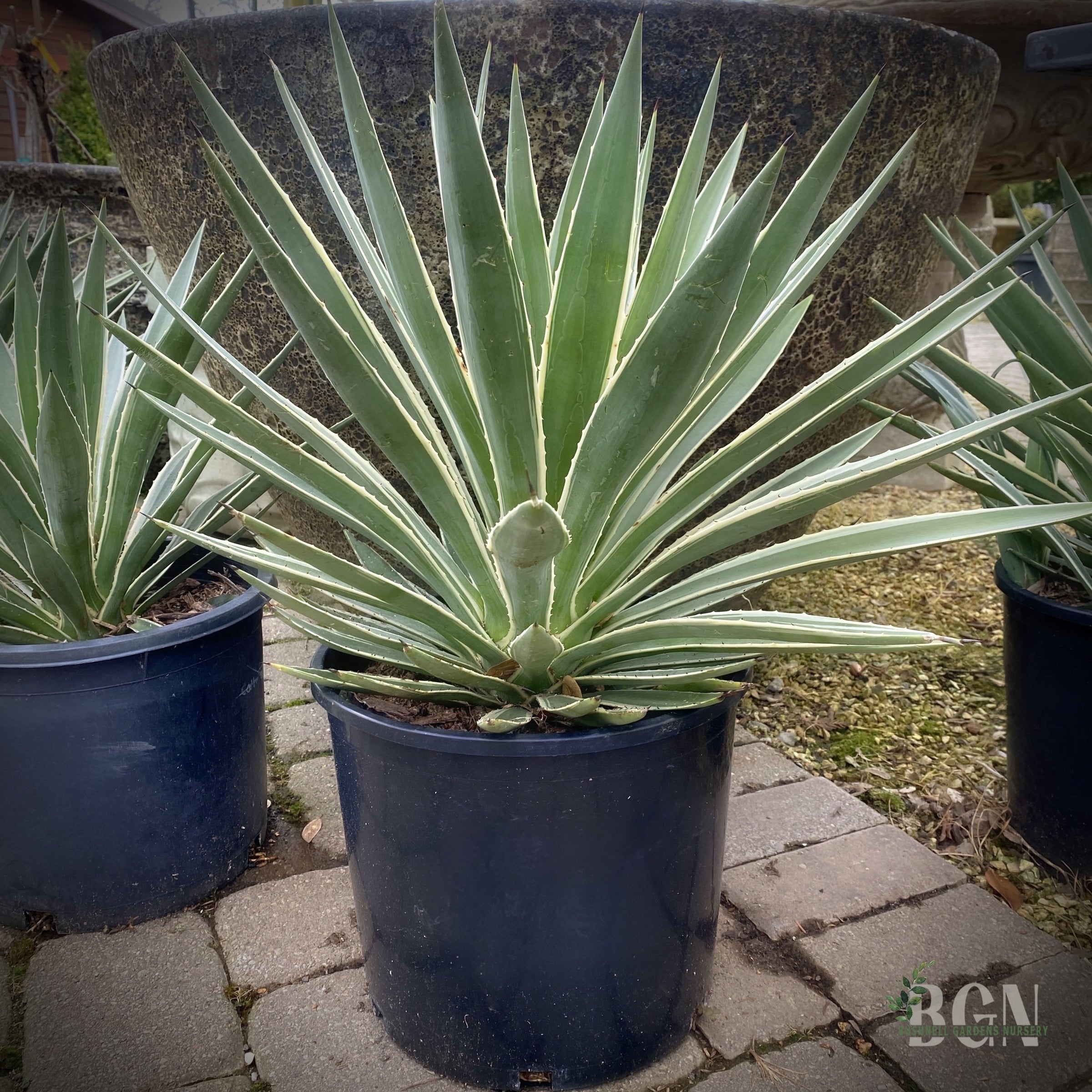 Agave Sharkskin GreatWhiteSharkスペシャル278 Agave x nickelima