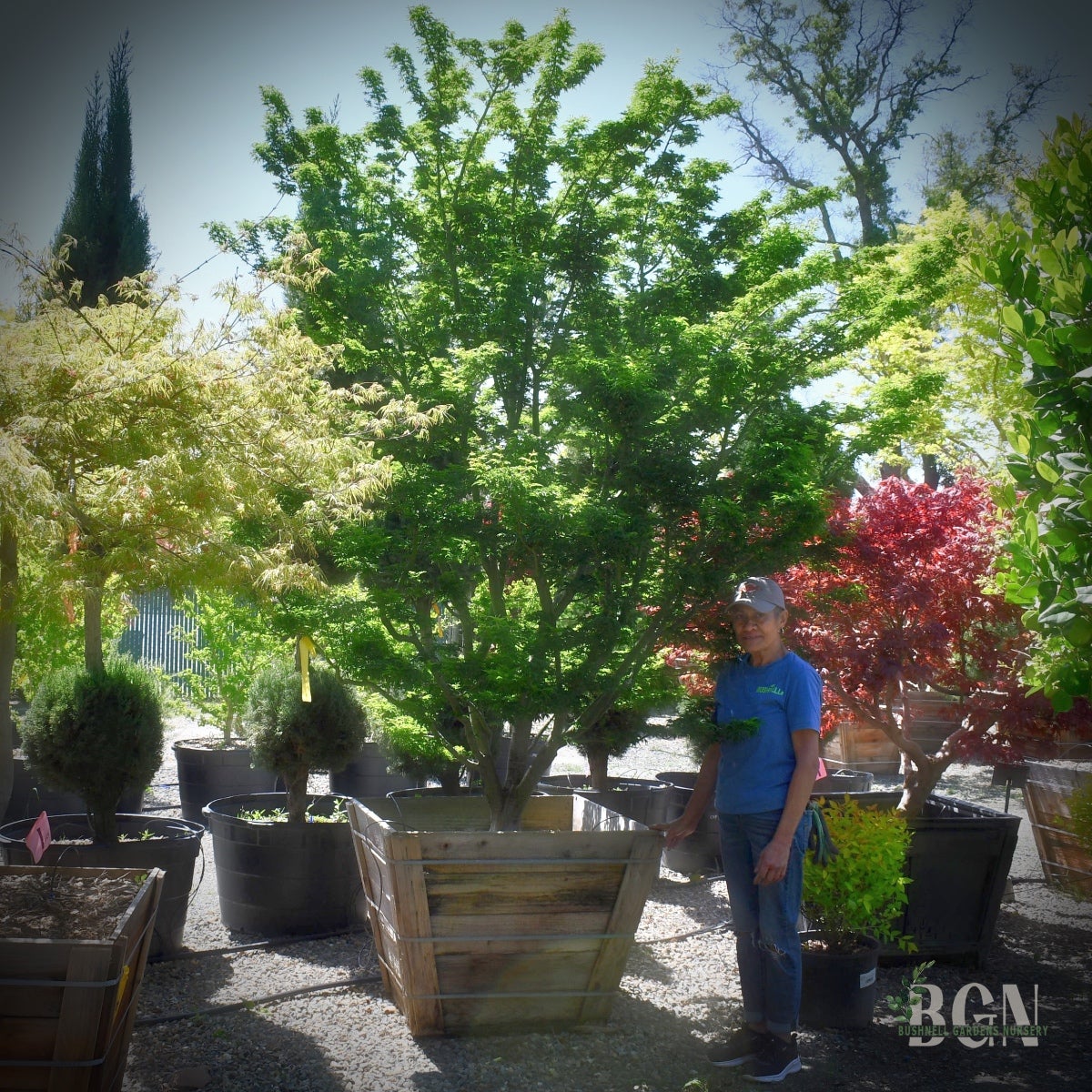Acer palmatum 'Shishigashira' – Compact Lion's Head Japanese Maple