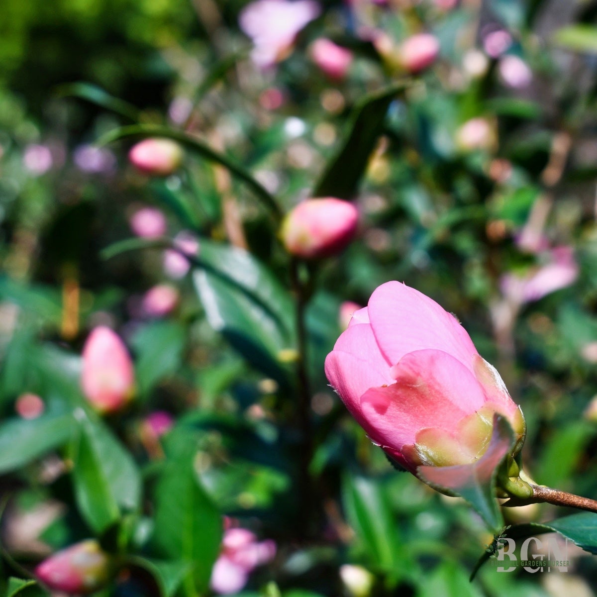 Camellia  'Taylor's Perfection'  Pink Japonica Camellia | Bushnell  Gardens Nursery