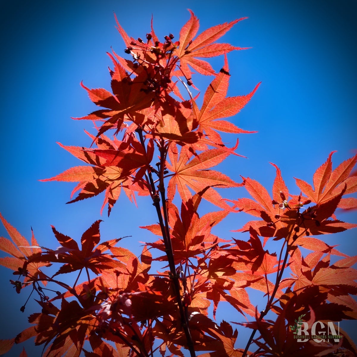 Acer palmatum 'Skeeter's Broom' – Red Japanese Maple | Bushnell