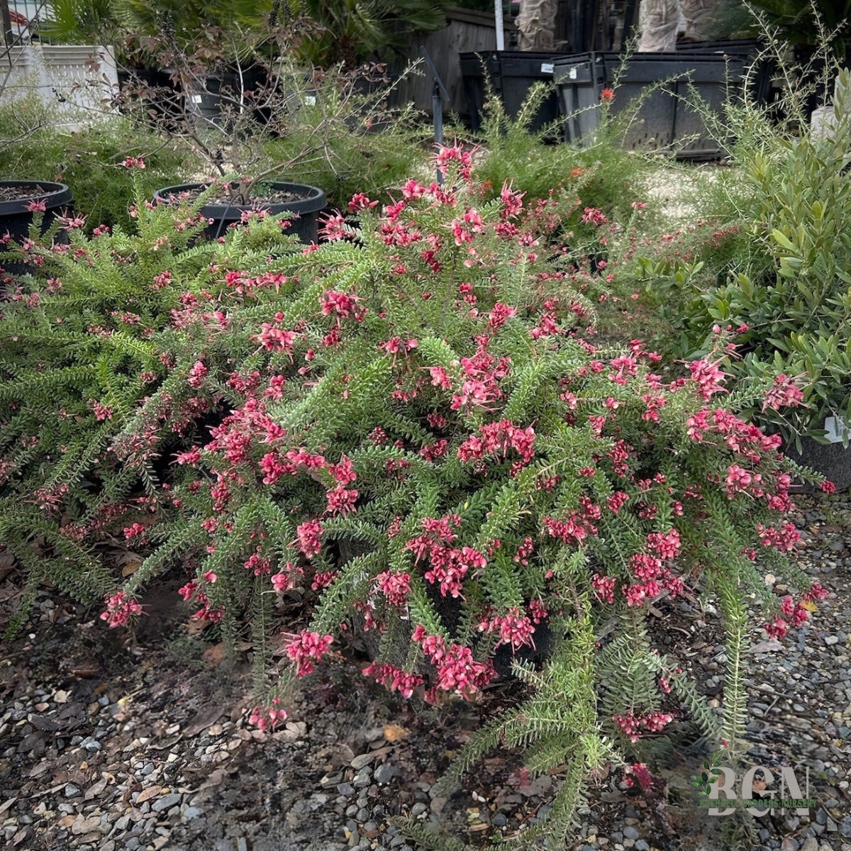 SHR Grevillea lanigera 'Coastal Gem' #5SQ | Bushnell Gardens Nursery