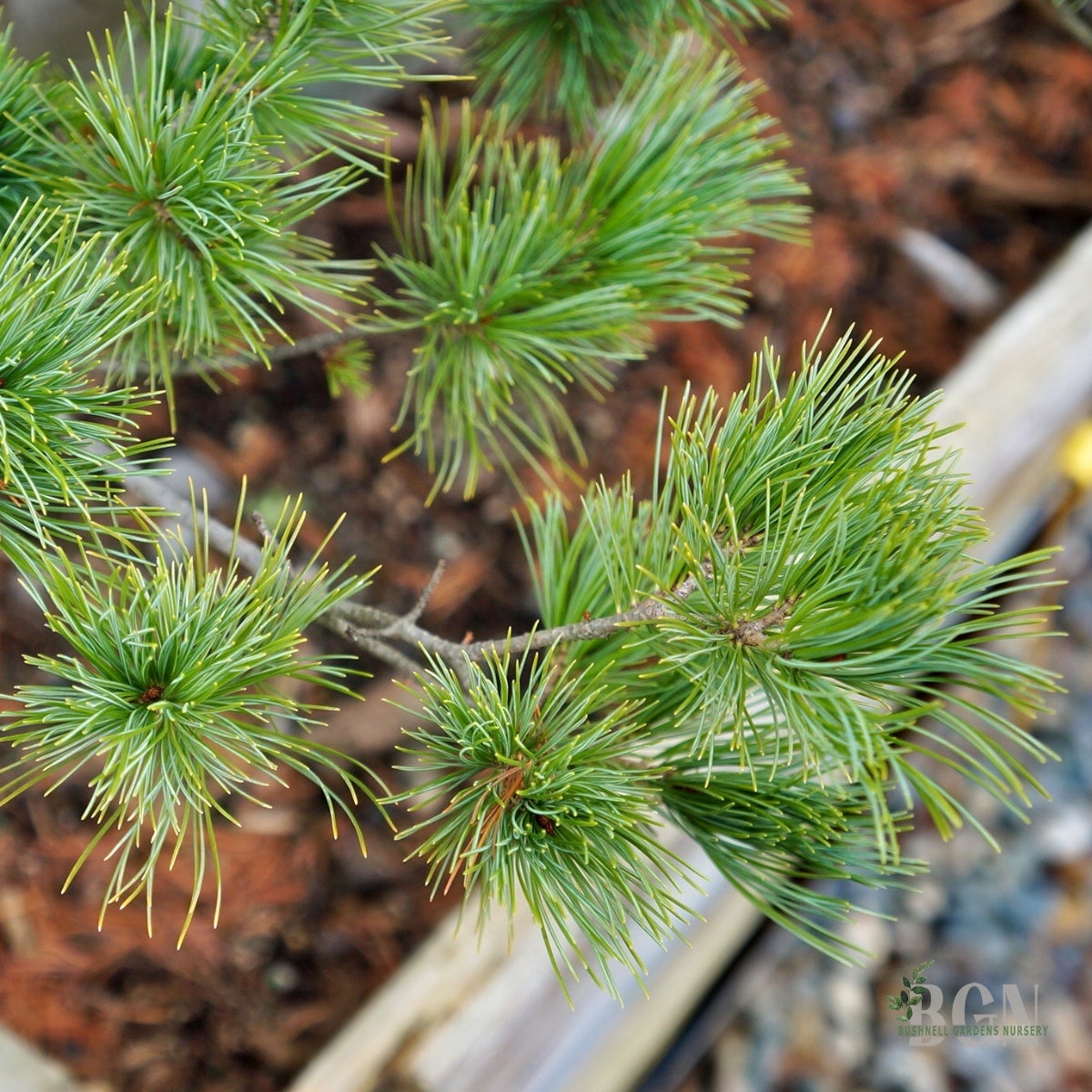 Pinus parviflora 'Ko-Ku-Ho' 30inBX – Petite Japanese White Pine