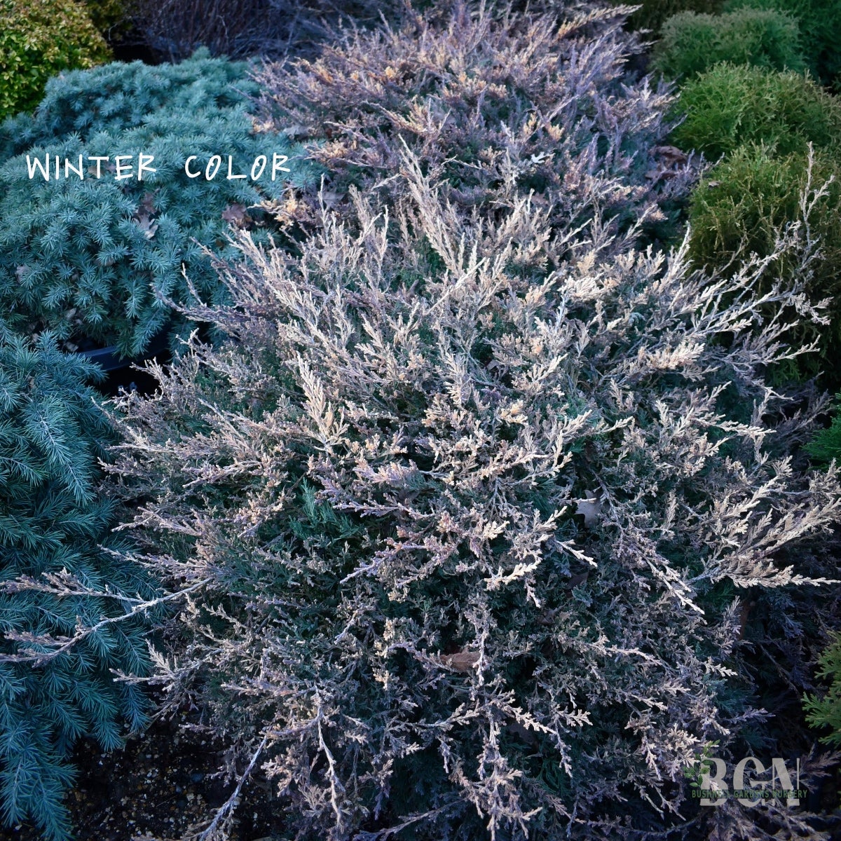 Juniperus horizontalis 'Mother Lode' #20sq – Brilliant Gold