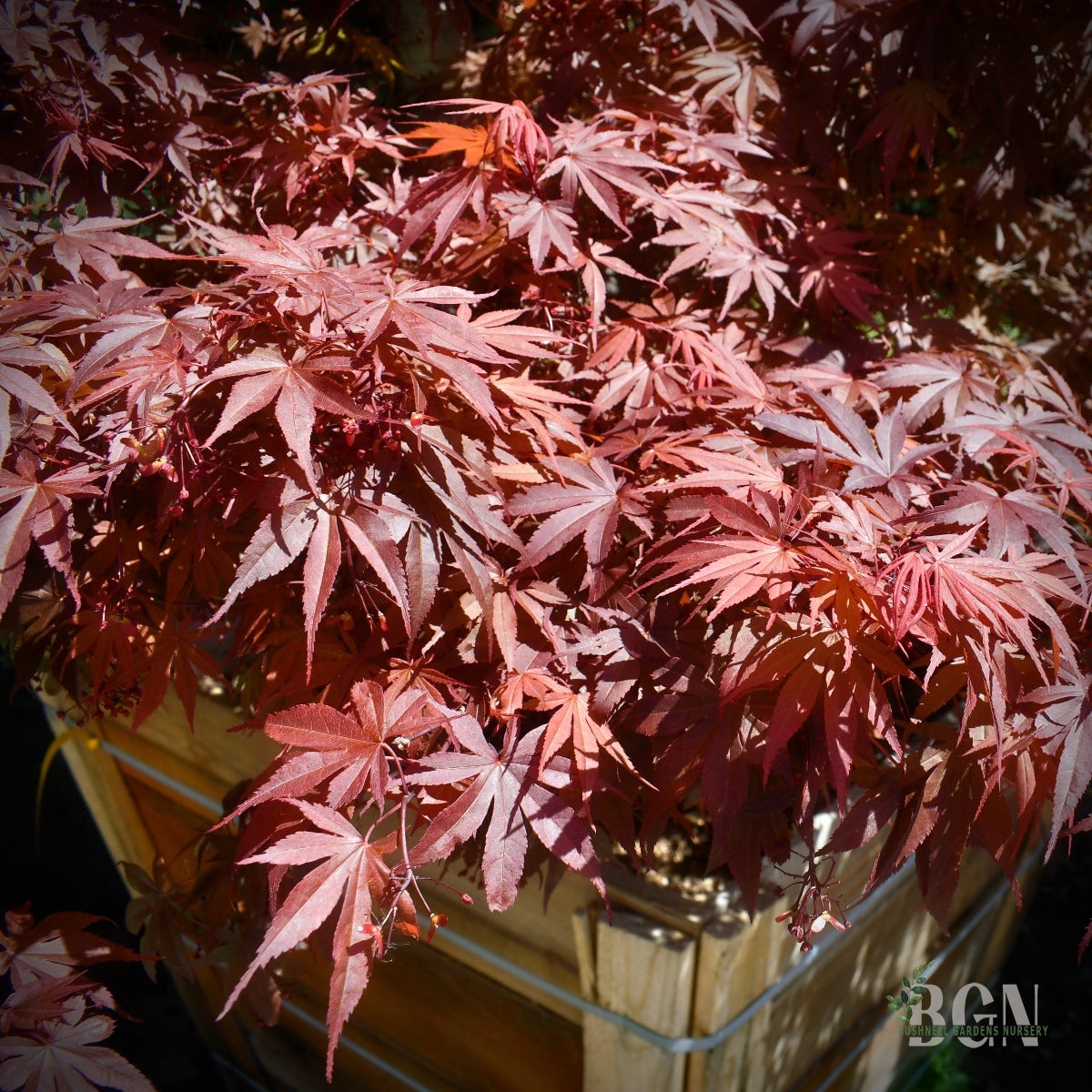クローバー、ツバメ、eye Acer palmatum 'Skeeter's Broom' – Red Japanese Maple | Bushnell