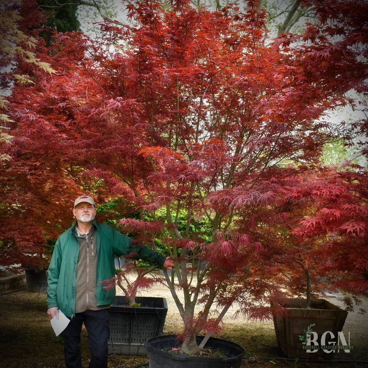 Acer palmatum 'Hubbs Red Willow' – Elegant Fine-Textured Red