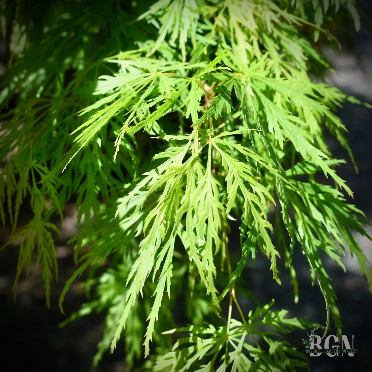 エバーフレッシュ 138cm 8号 S-shaped tree form エバーフレッシュ 8号