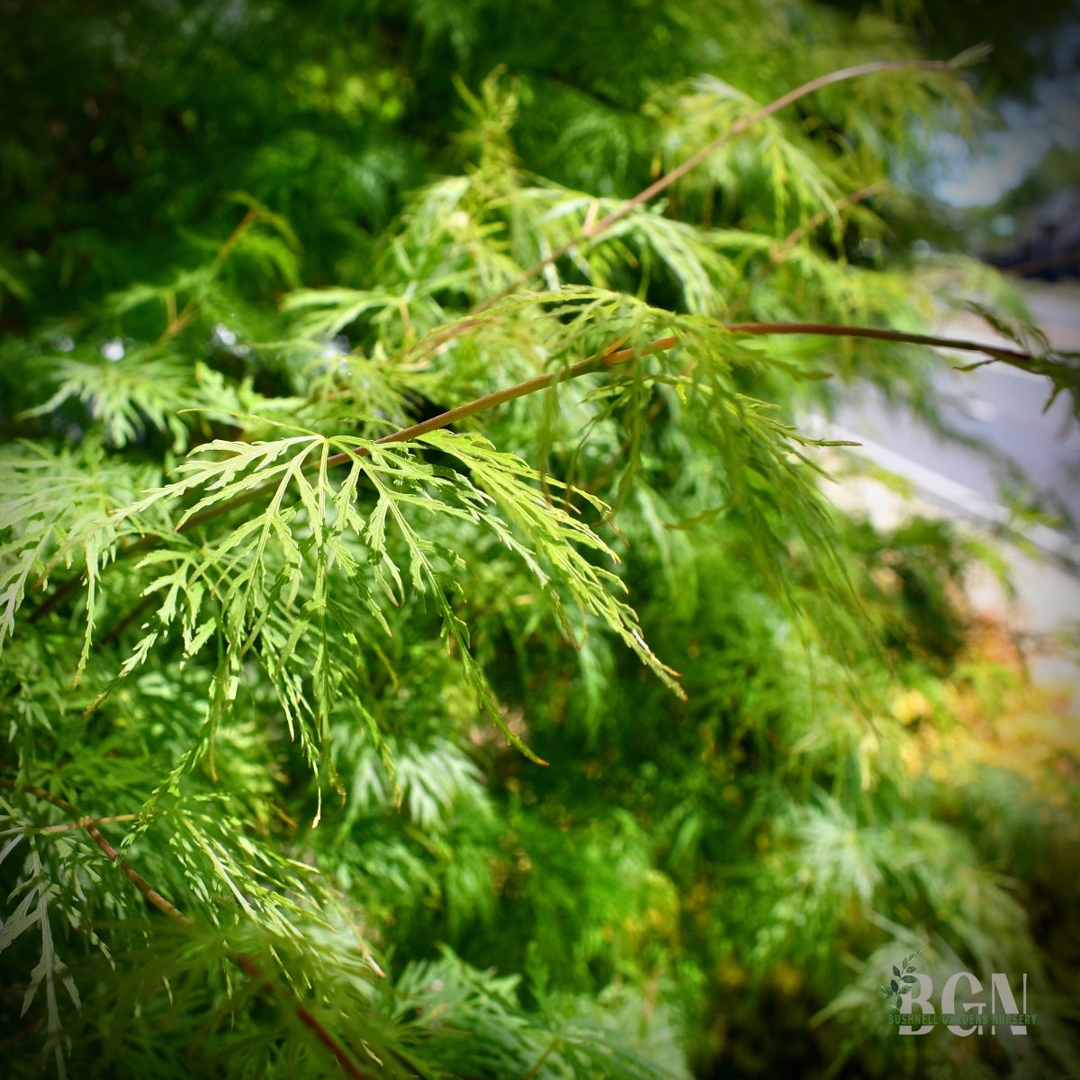 Acer palmatum var. dissectum 'Emerald Lace' – Graceful Weeping