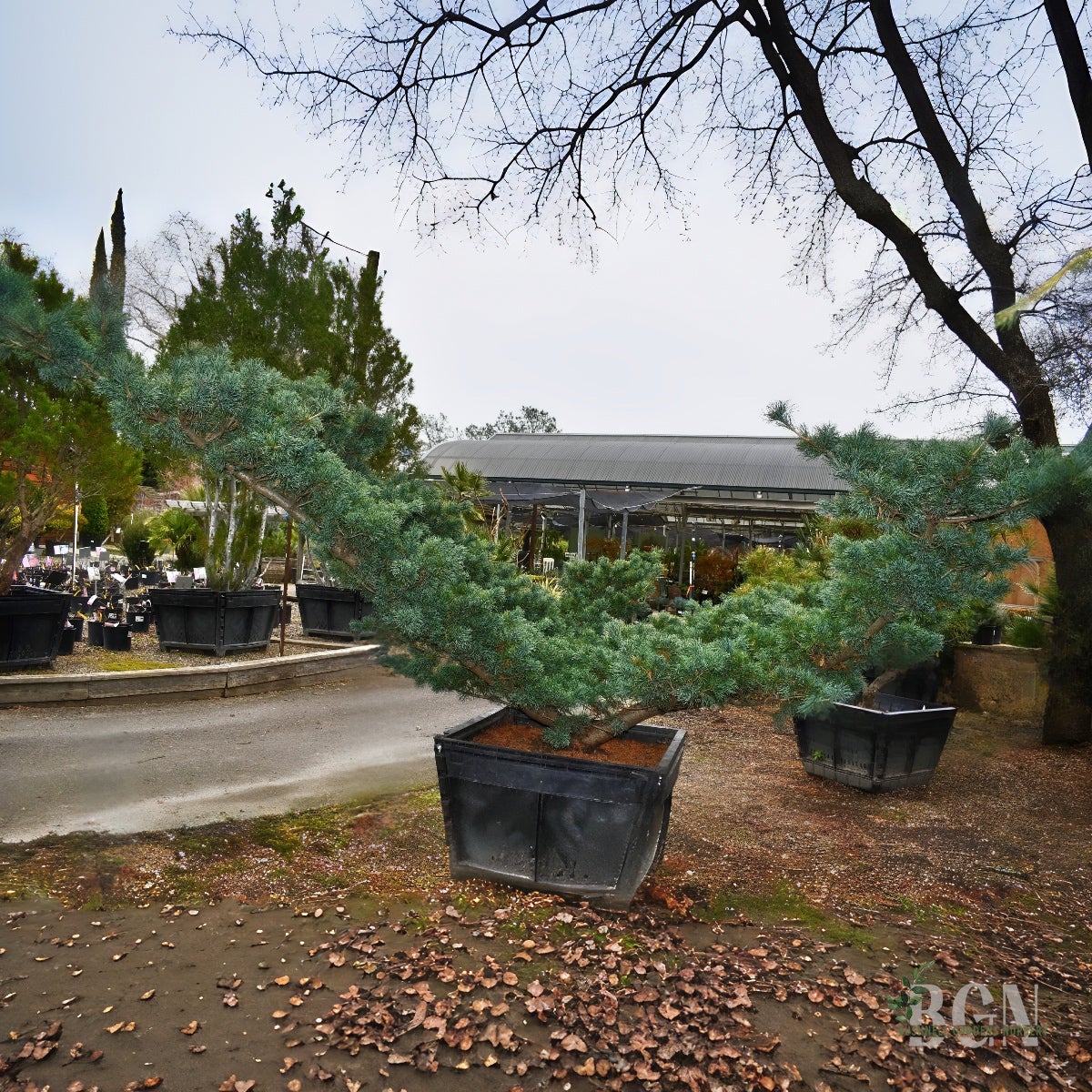 Pinus parviflora 'Fukuzumi' 36inBX – Elegant Japanese White Pine