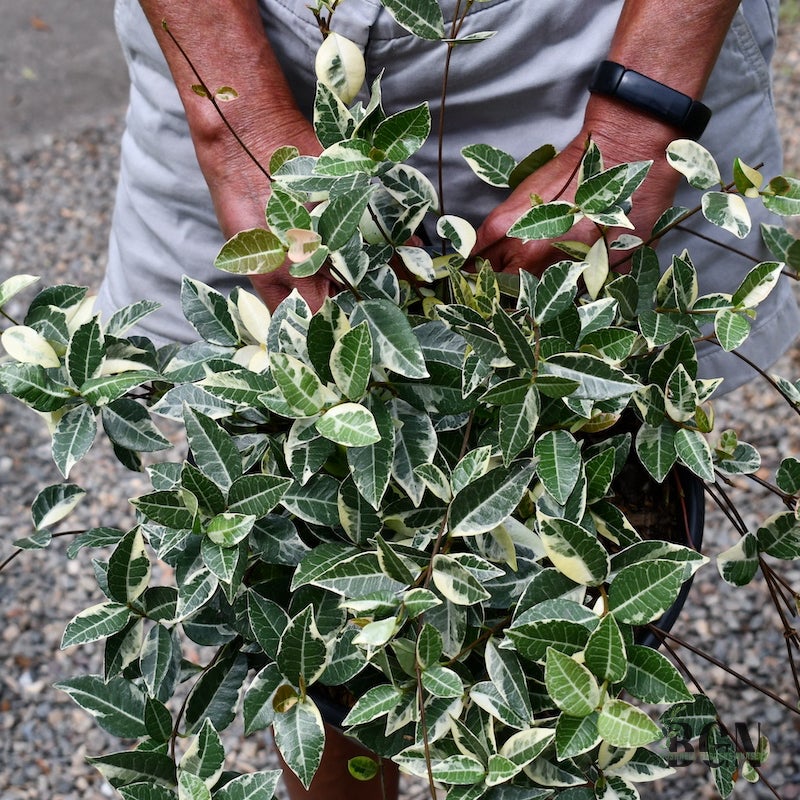 GC Trachelospermum jasminoides 'Variegata' #3 | Bushnell Gardens