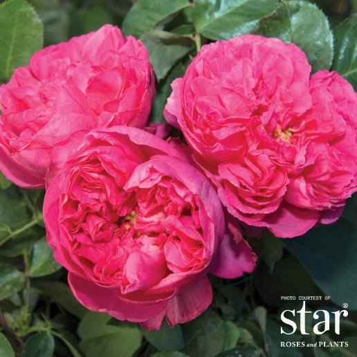 RS HYB Traviata® Pink Rose | Bushnell Gardens Nursery