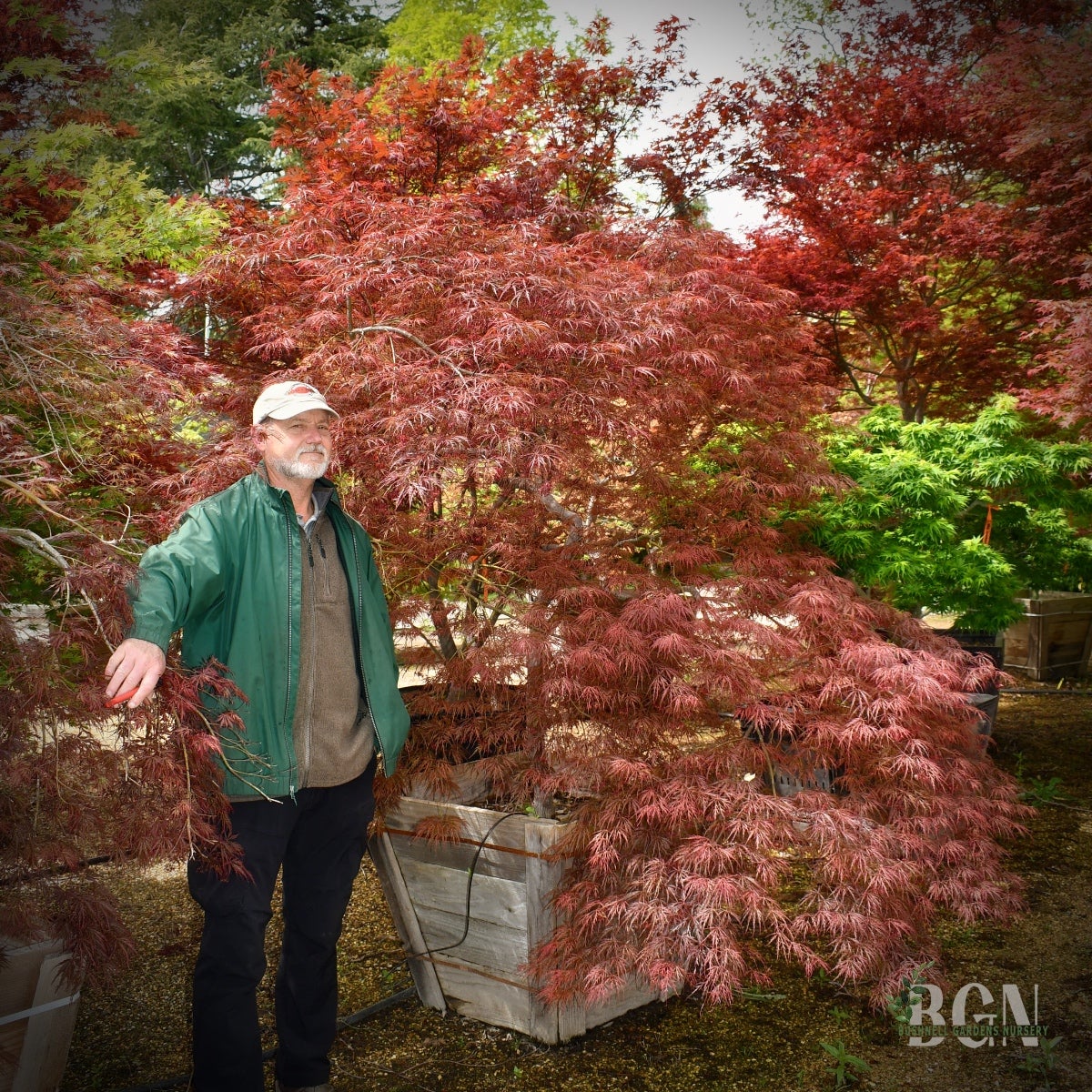 Acer palmatum 'Inaba shidare' – Mature Cascading Red Japanese