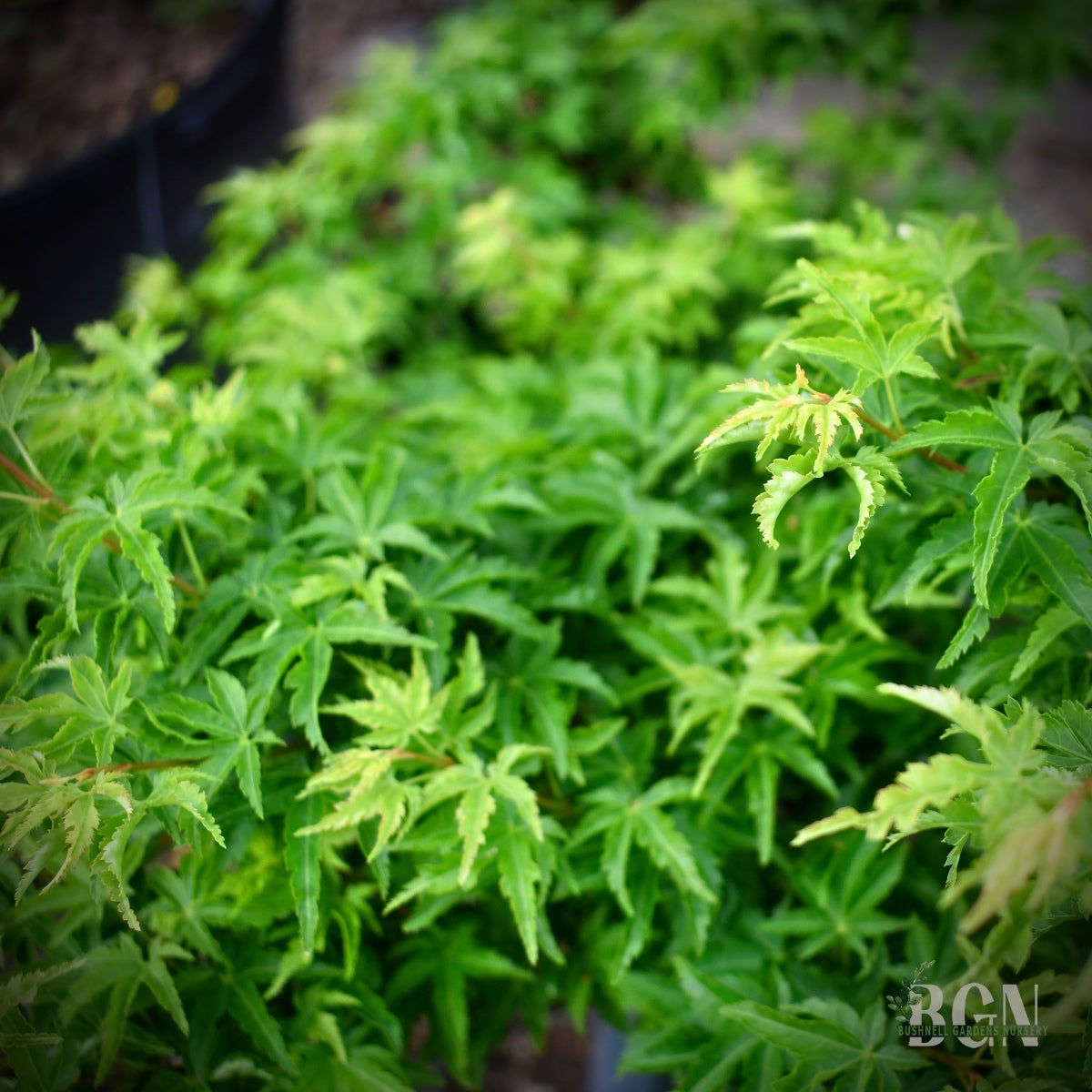 いしまる Acer palmatum 'Shishigashira' – Compact Lion's Head Japanese Maple