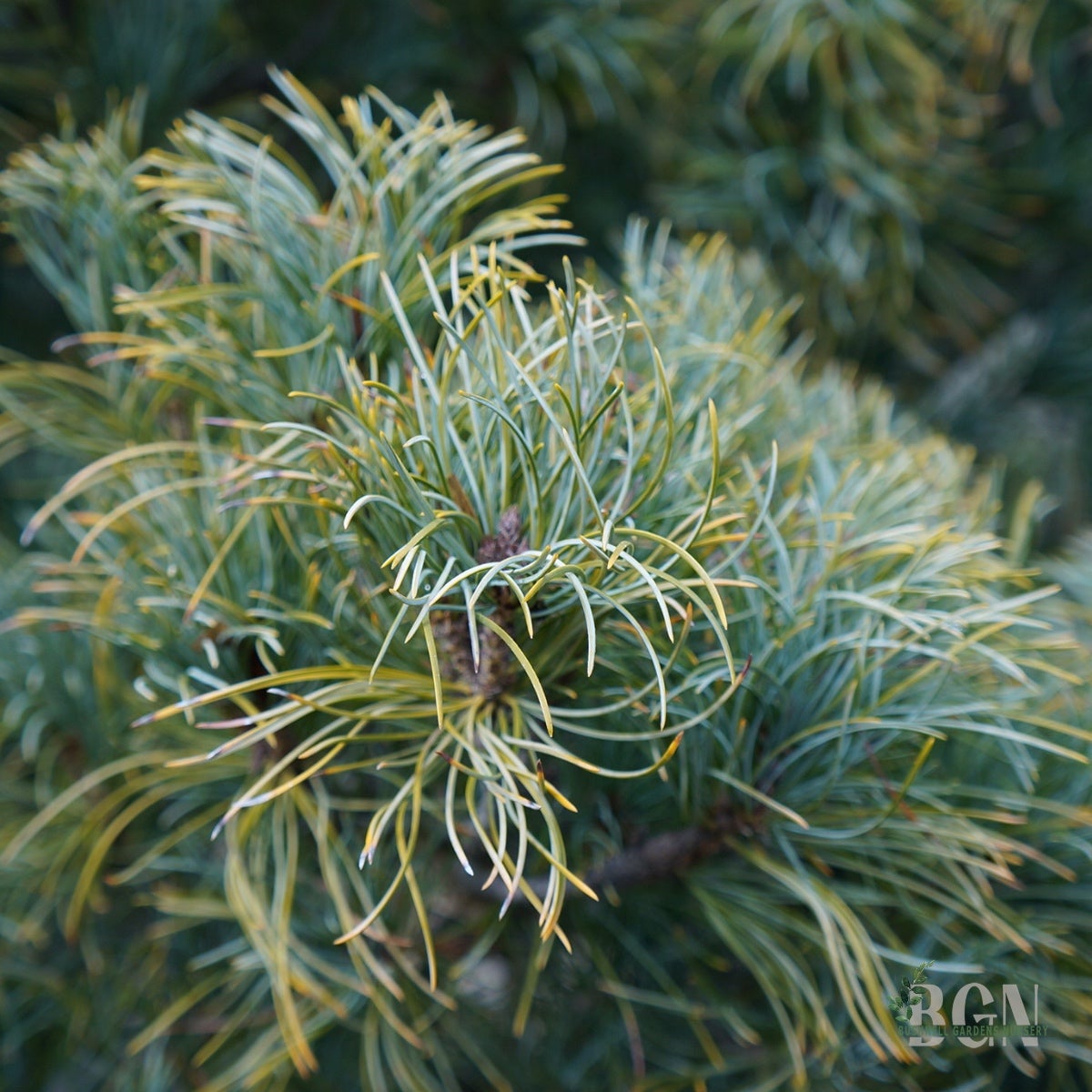 Pinus parviflora 'Cleary' 36inBX – Cleary Japanese White Pine