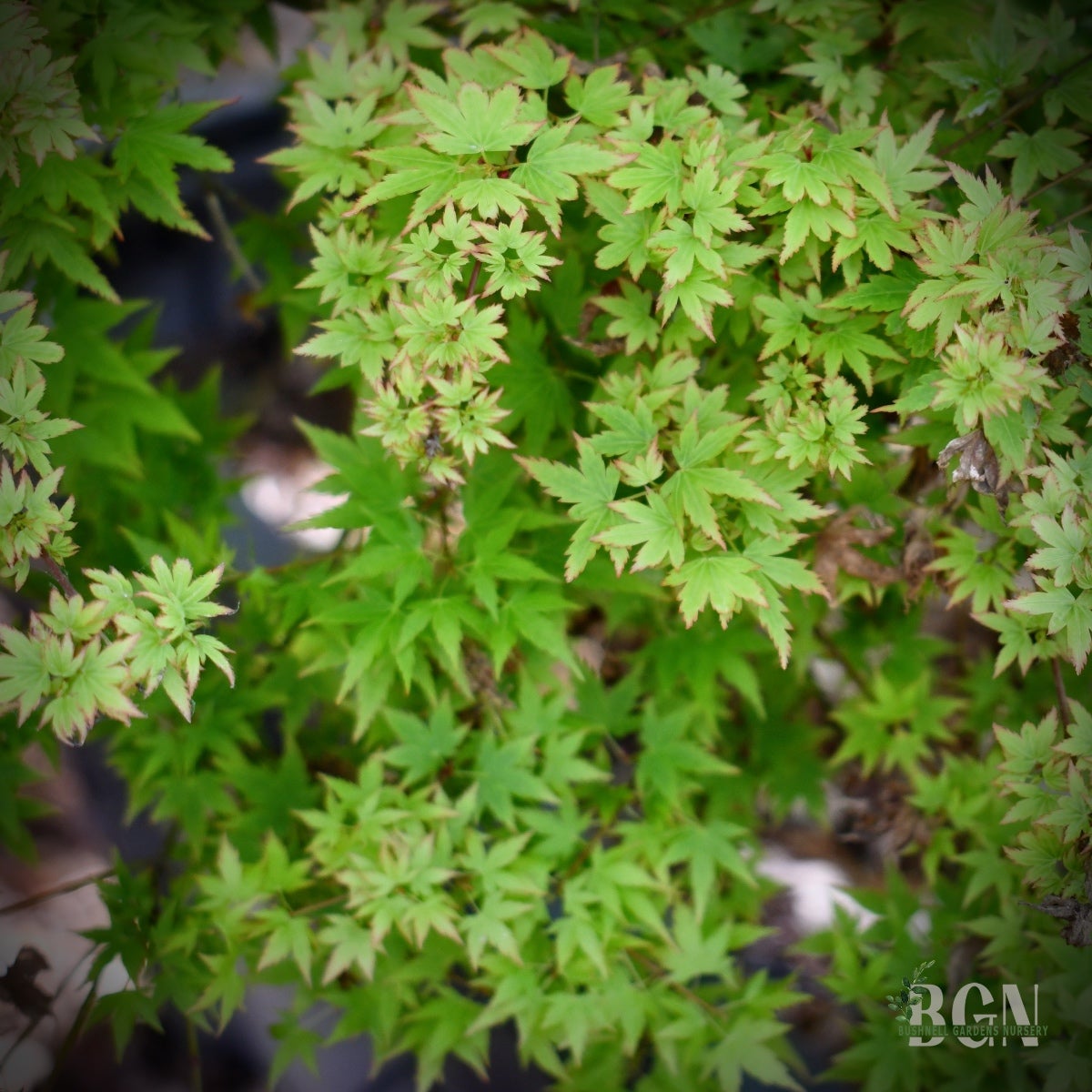 Acer palmatum 'Hanami Nishiki' – Variegated Pink and Green