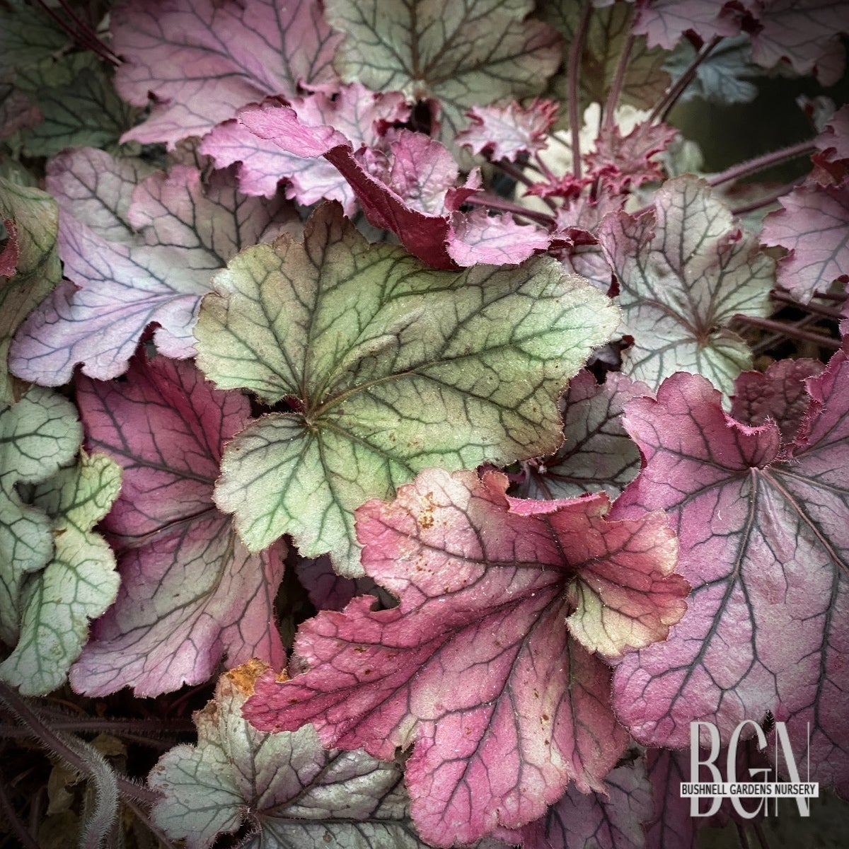 Heuchera 'Spellbound' #3 | Striking Shade Garden Accent | Bushnell