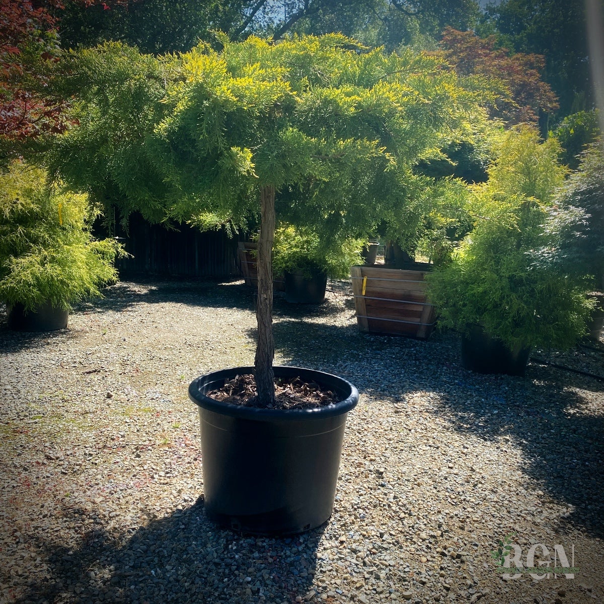 Picea orientalis 'Skylands' 36inBX – Golden Oriental Spruce for