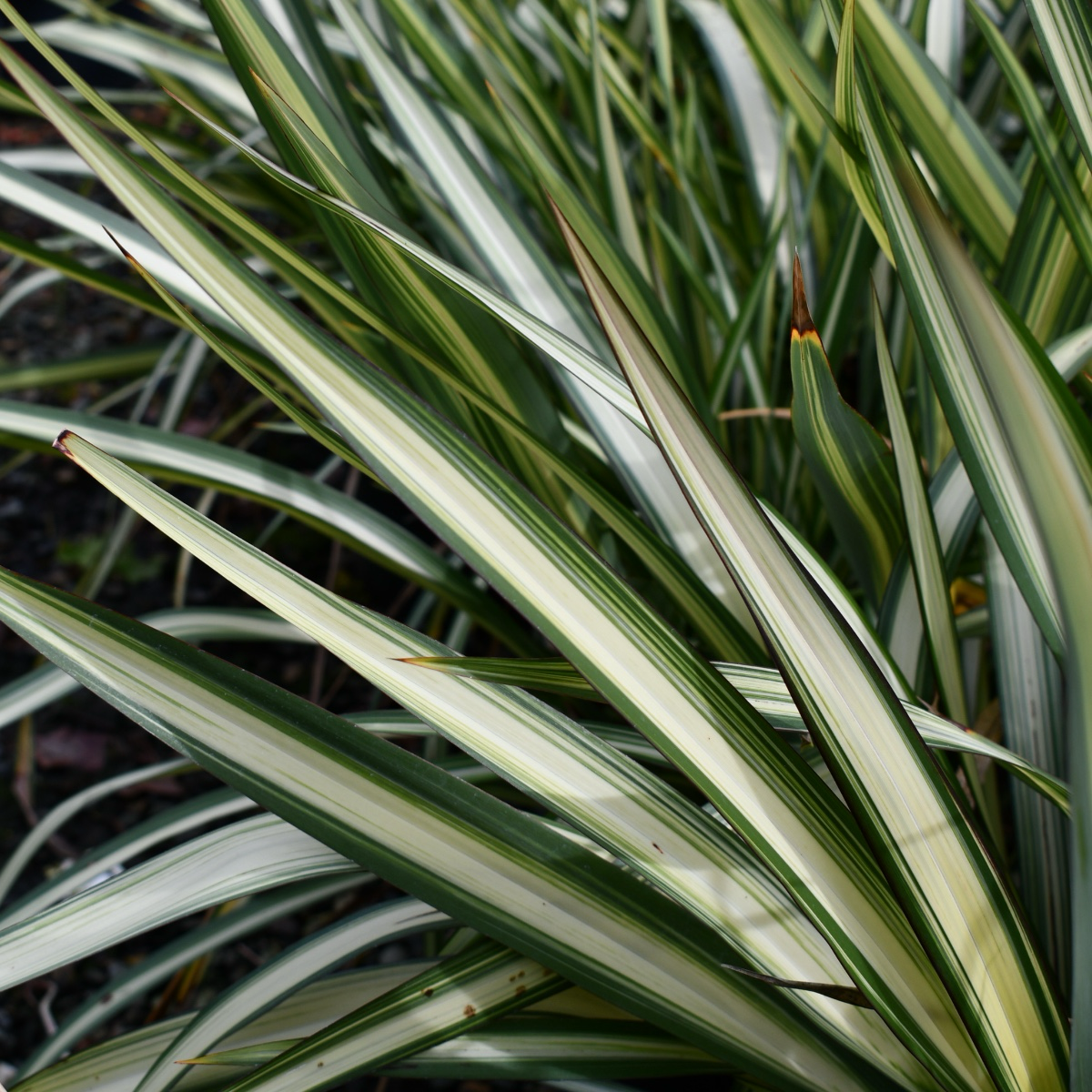 Phormium 'Cream Delight'  Variegated New Zealand Flax with Cream and Green  Stripes | Bushnell Gardens Nursery