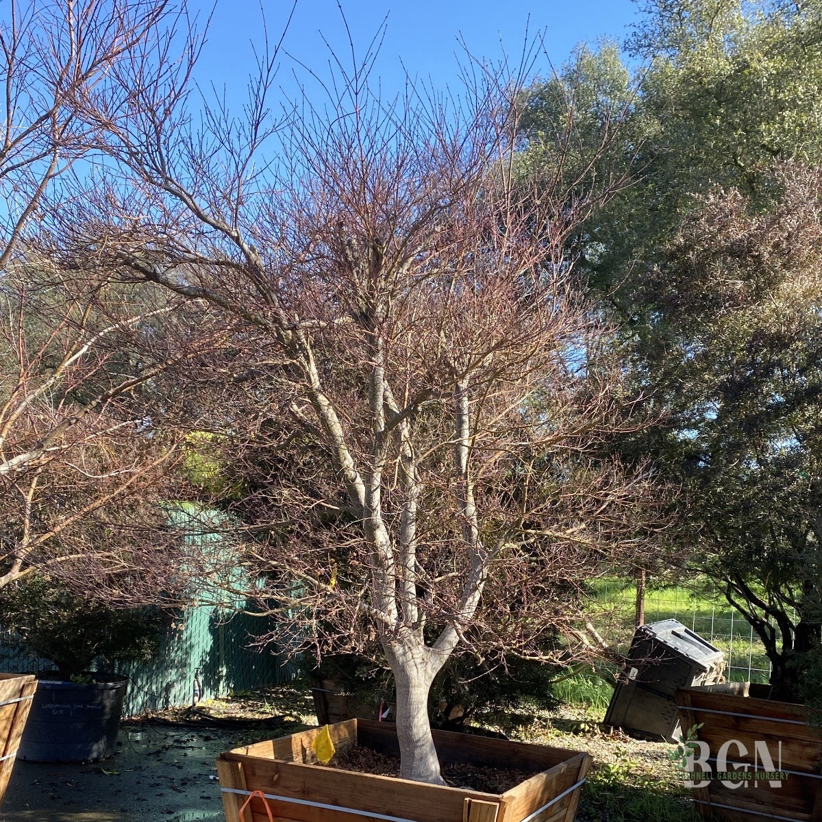 Acer palmatum 'Skeeter's Broom' – Red Japanese Maple | Bushnell