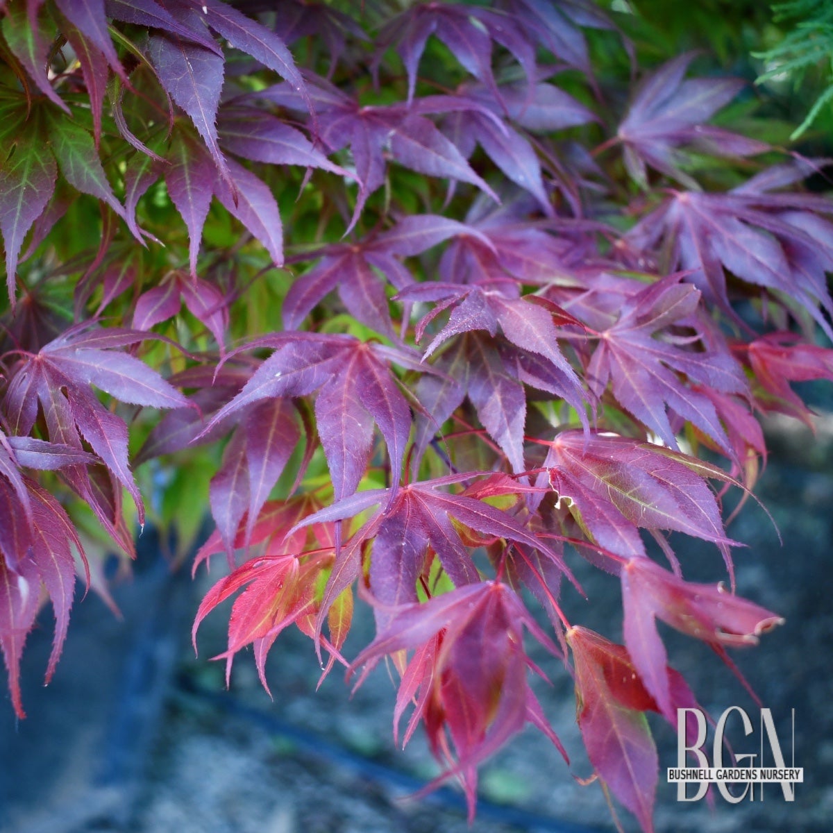 センペルビウム　Oregon Sky Acer palmatum 'Oregon Sunset' – Compact Red Japanese Maple
