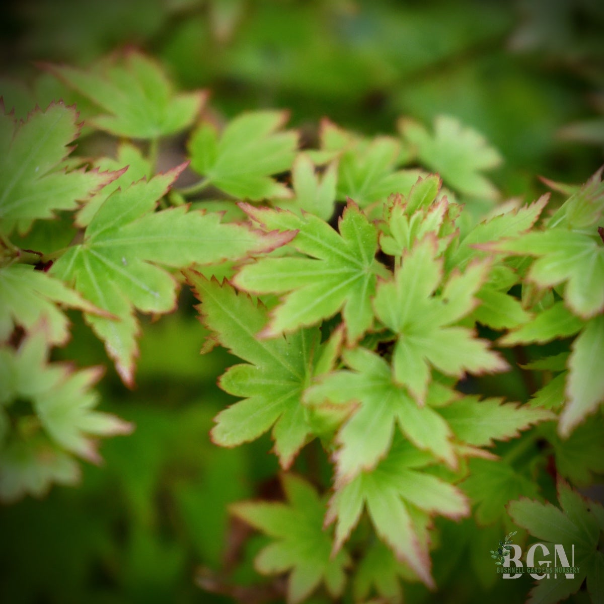 Acer palmatum 'Hanami Nishiki' – Variegated Pink and Green