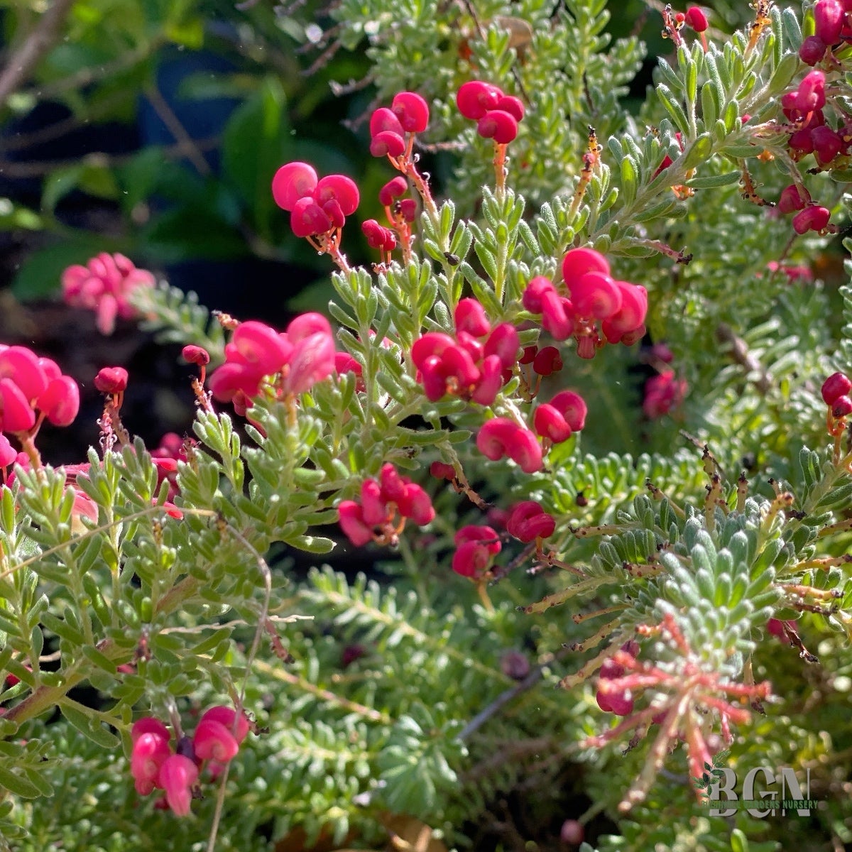 SHR Grevillea lanigera 'Coastal Gem' #5SQ | Bushnell Gardens Nursery