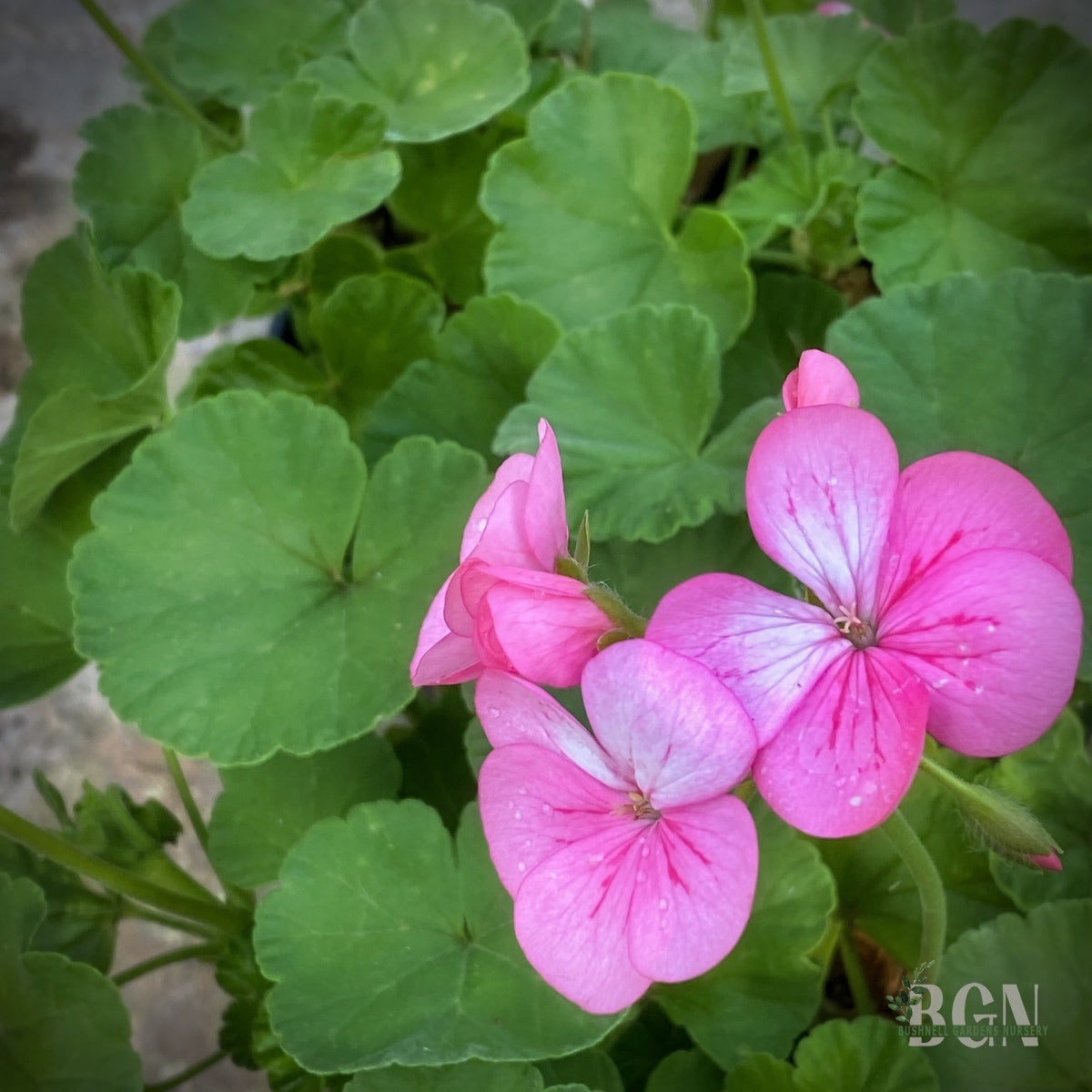 Pelargonium 'Pink' #1 | Classic Zonal Geranium for Containers