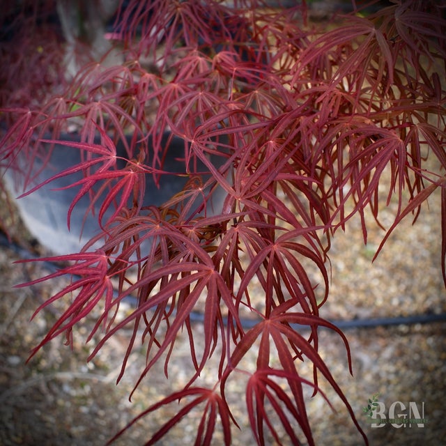 囲炉裏　桜の木 Japanese Maples in Granite Bay | Bushnell Gardens Nursery