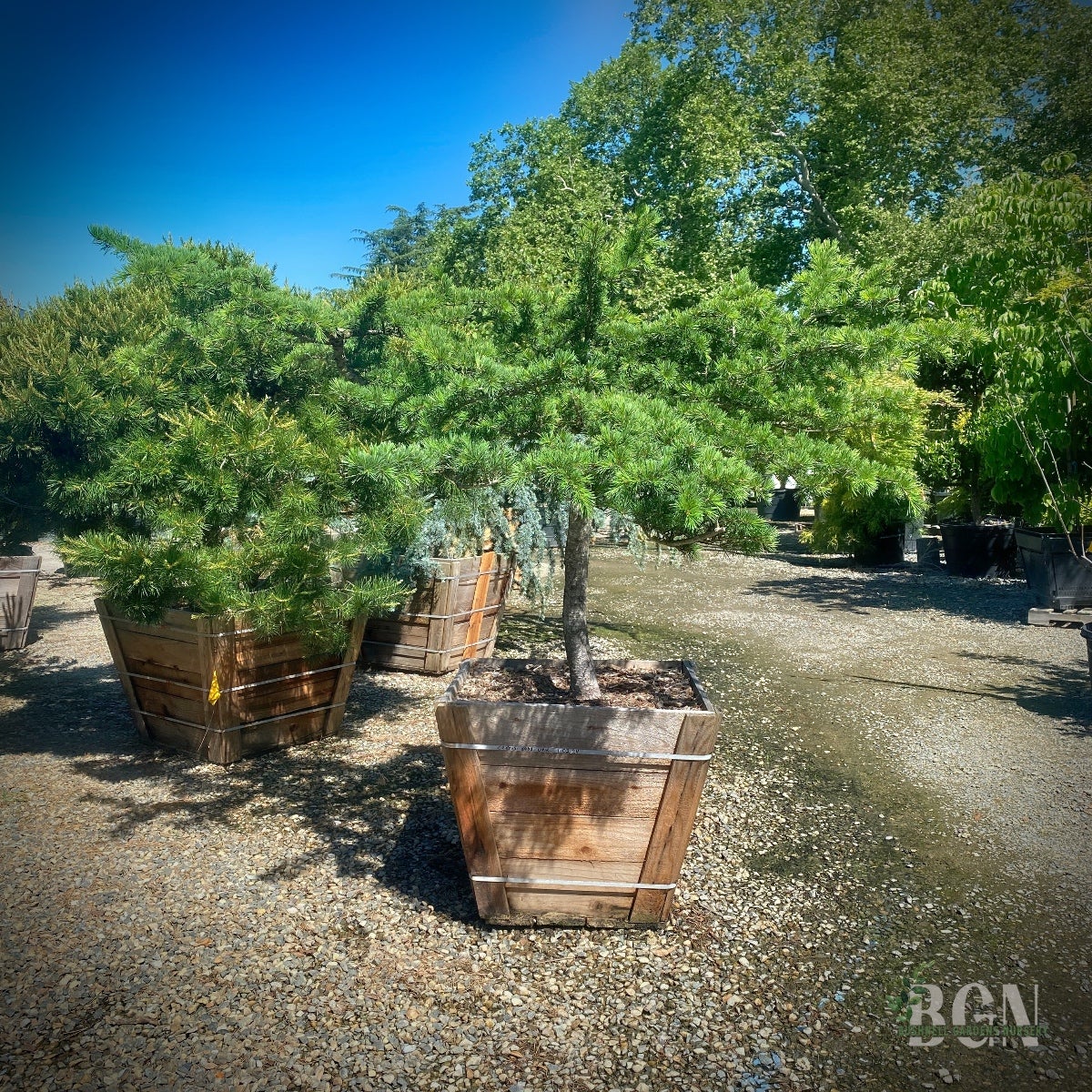Cedrus deodara 'Special Windswept Form' High Graft – Unique