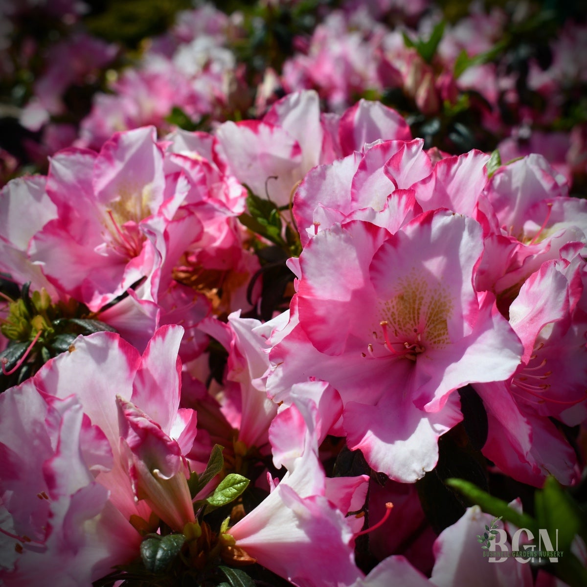 Haru＊Flower／ Buy Azalea 'Momo no haru' Bright Pink Blooming Azalea — Mr